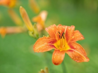 Daylily