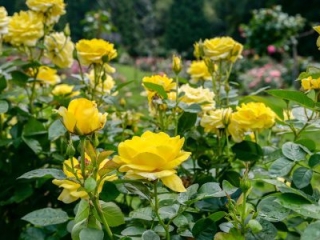 Yellow Rose