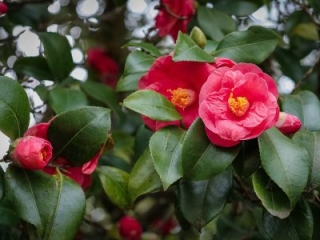 Camellia