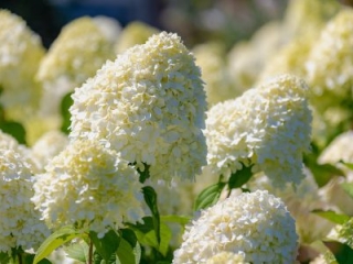 Panicle Hydrangea